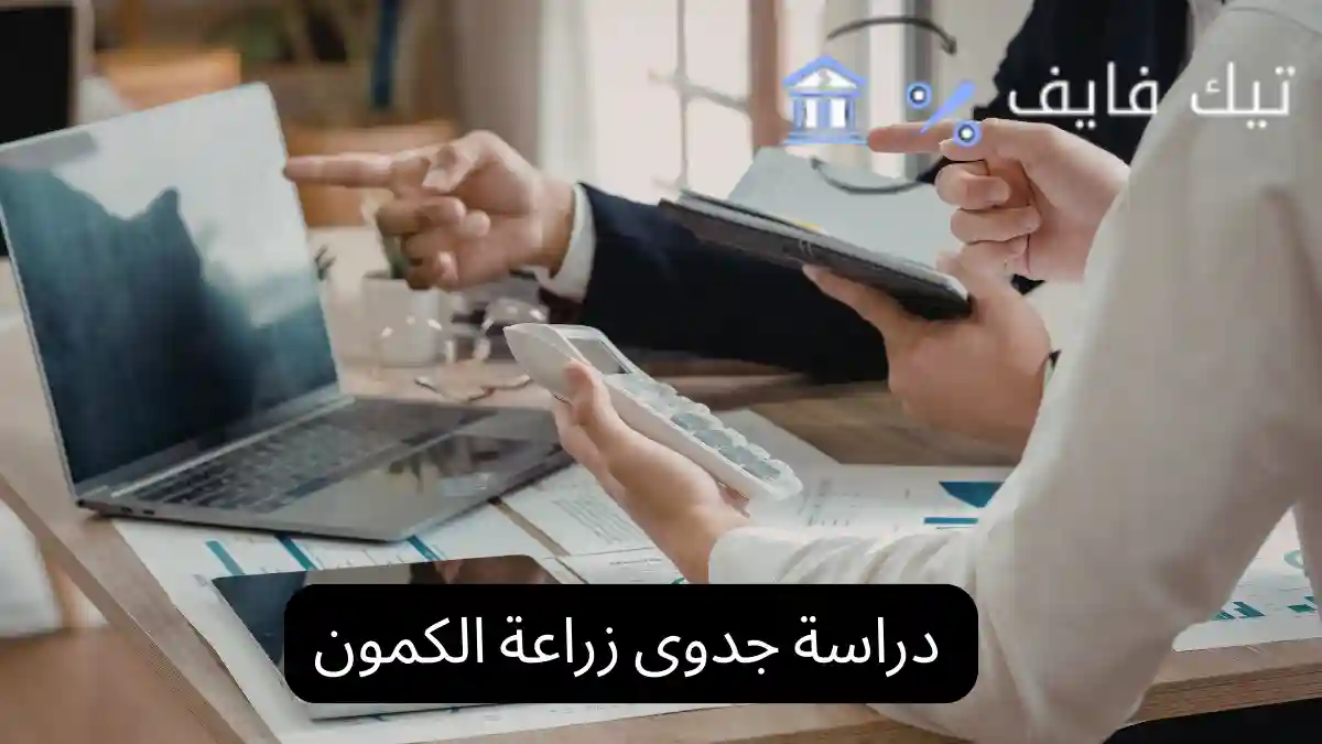 دراسة جدوى زراعة الكمون